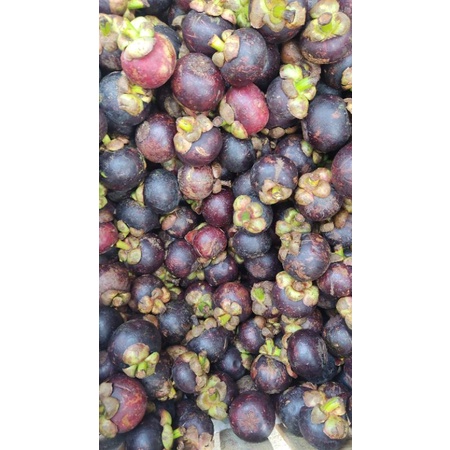 

Manggis super Quality