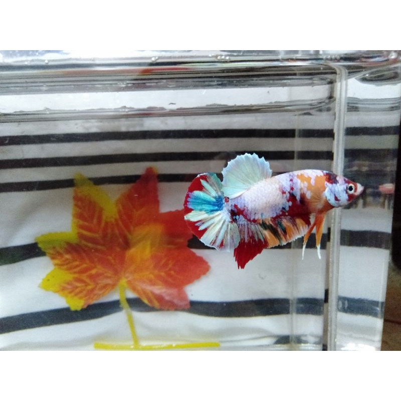 Cupang yellow galaxy masking