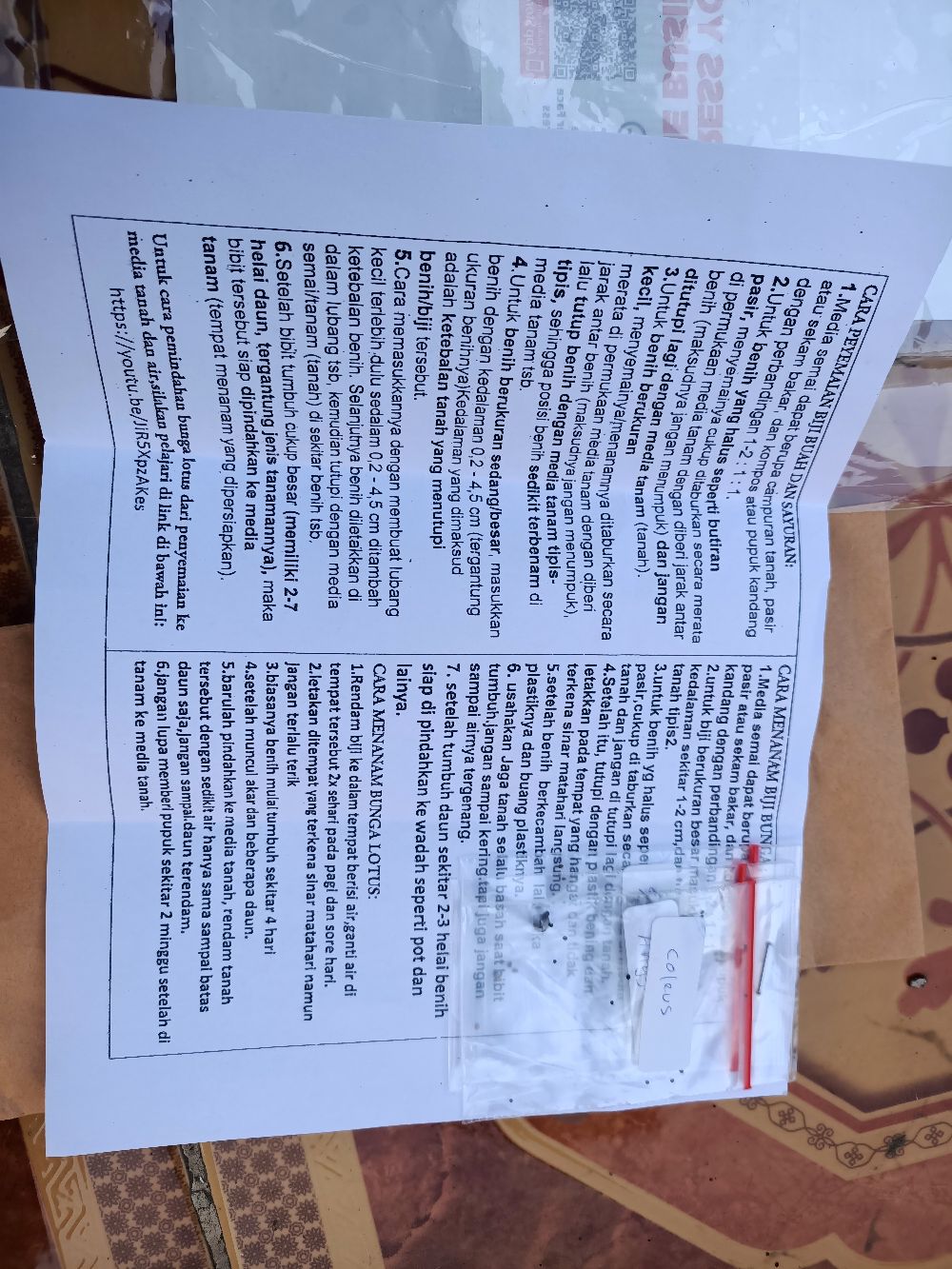 Benih Biji Anggrek Ekor Tupai