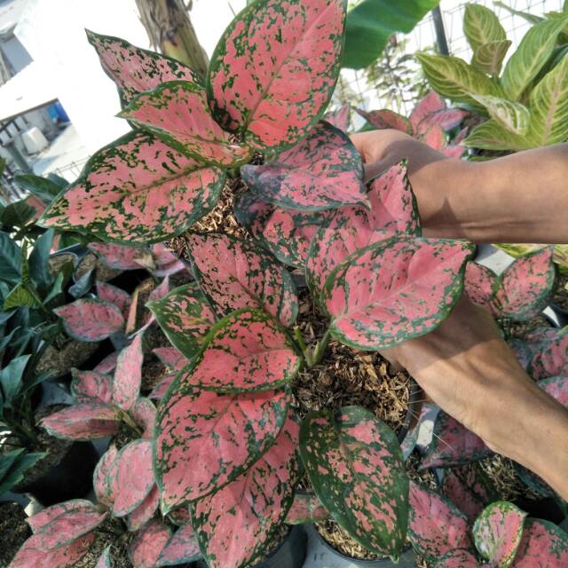 Dut anjamani - Tanaman Hias Aglonema Dut Anjamani / dut Unjamani-ITS