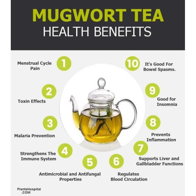 MUGWORT TEA : Artemisia Vulgaris Leaf Isi 30 Tea Bag