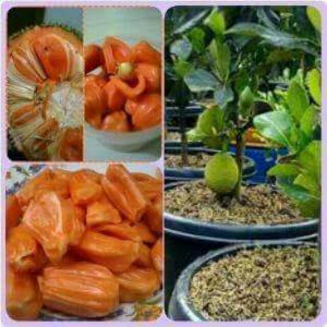 nangka mini merah madu