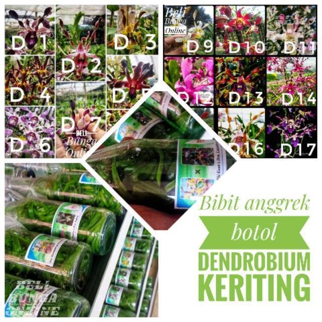 Bibit Anggrek Botol Dendrobium Keriting