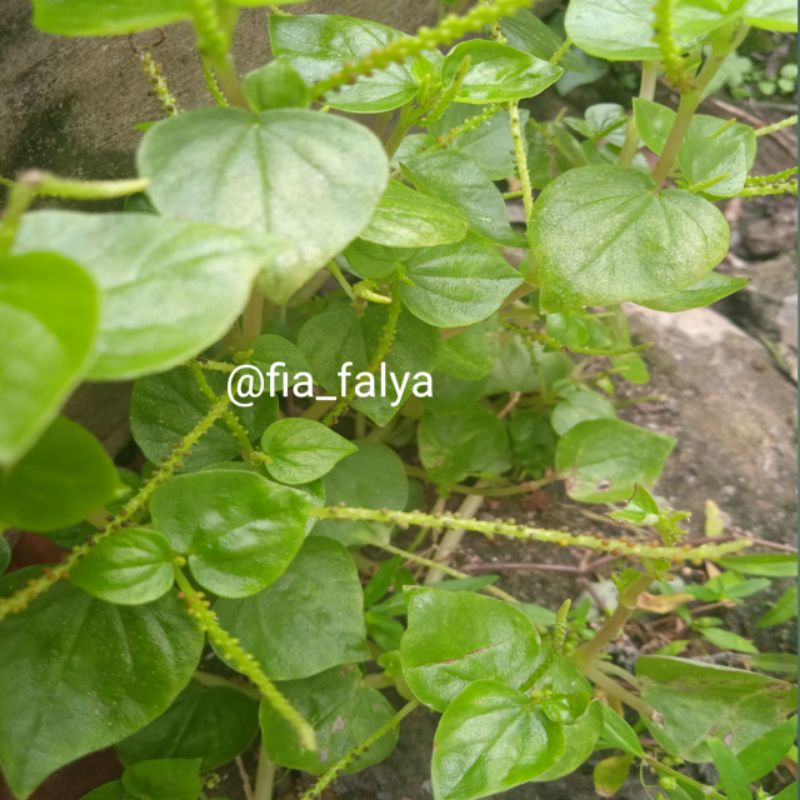 

Daun Sirih Cina