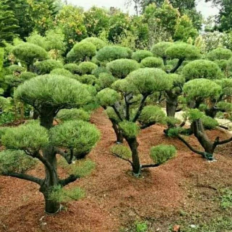 tanaman bonsai cemara udang - tanaman hias cemara udang