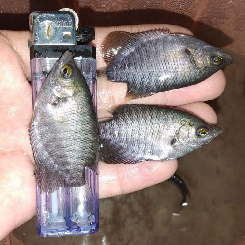 Bibit Gurame Ukuran Korek Gas Shopee Indonesia