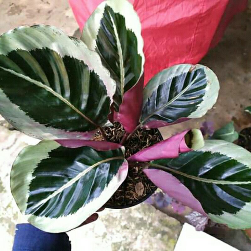 Tanaman hias calathea cintya silver