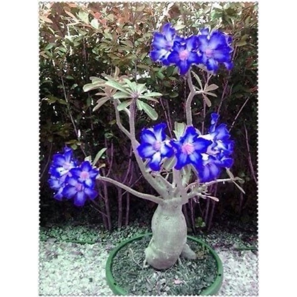 (BISA COD)Bibit bunga hidup Kamboja Jepang/adenium godji /Bonsai Bluewhite adenium arabicum adenium tumpuk FLO