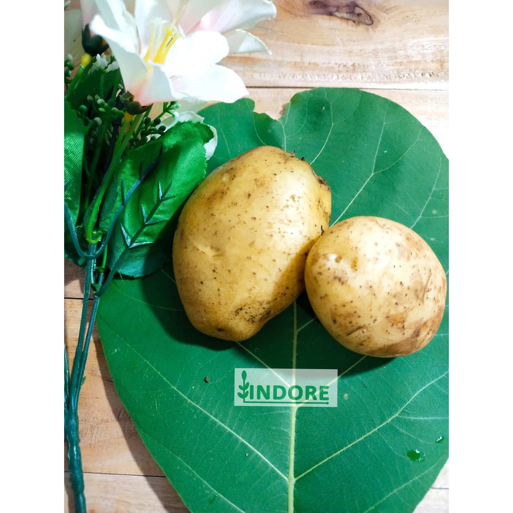 

KENTANG SAYUR / BUAH KENTANG