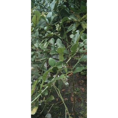 

daun jeruk purut segar