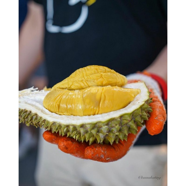 Bibit Durian Musangking Ukuran 1 meter