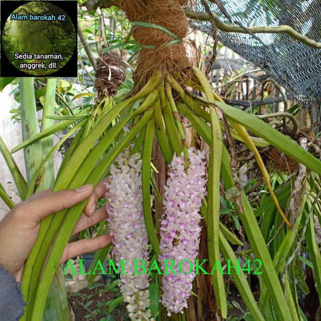 anggrek ricontilis retusa ekor tupai kondisi dewasa dan spike