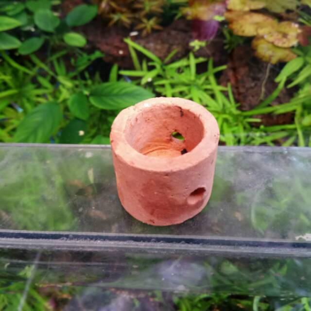 Pot tanaman air