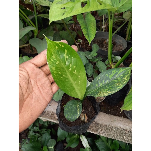 diven panglima varigata