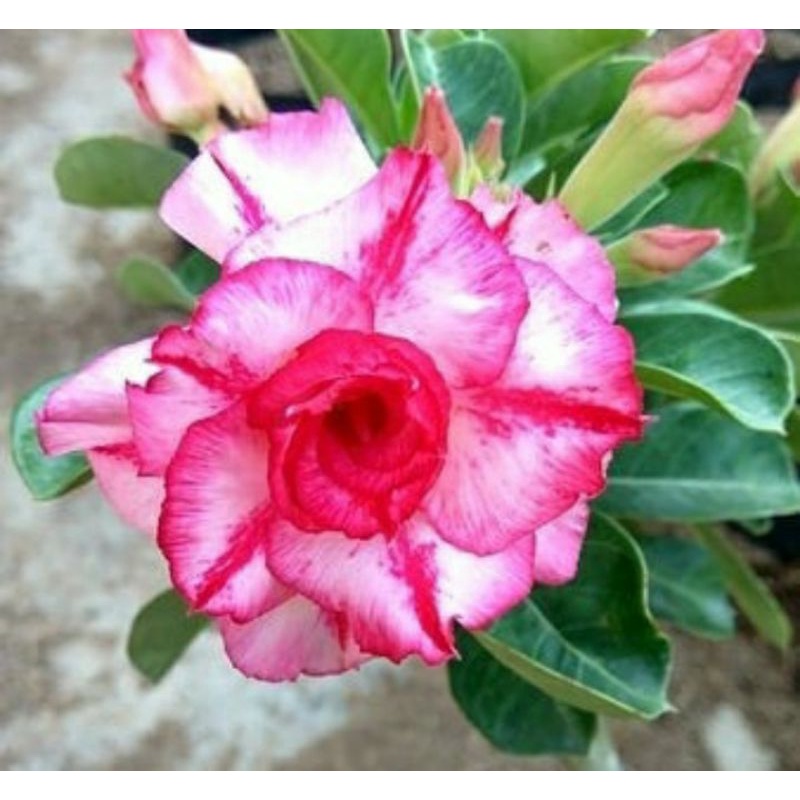 Bibit Adenium Kamboja Jepang Bonggol Besar
