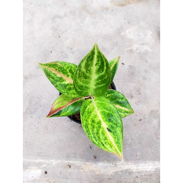 aglonema golden siam