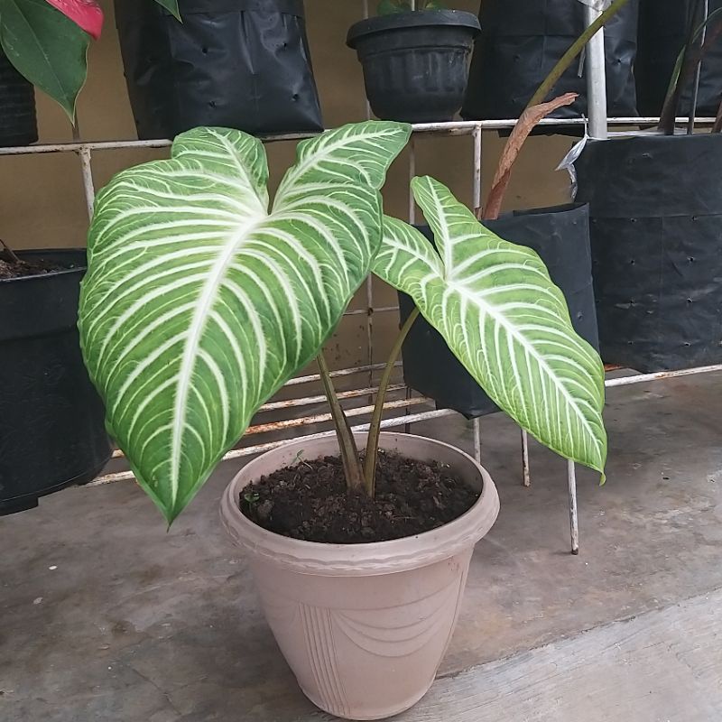 Tanaman Hias Keladi Zebra