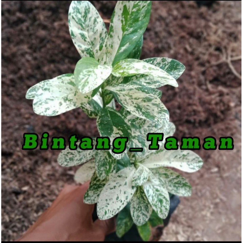 Tanaman hias asoka varigata - pohon asoka variegata
