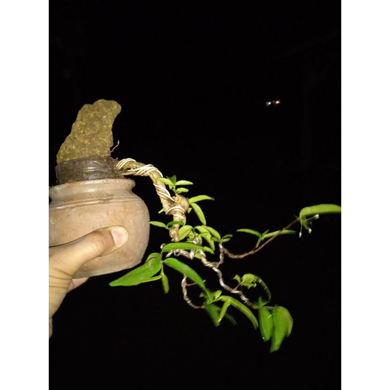 bonsai mame anting putri