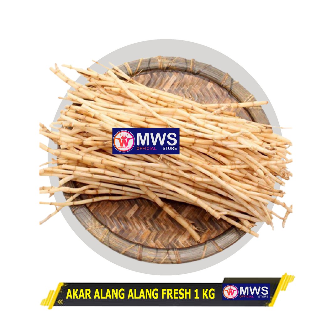 

Akar Ilalang atau Alang Alang Segar 1 kg ( MWS OFFICIAL STORE )