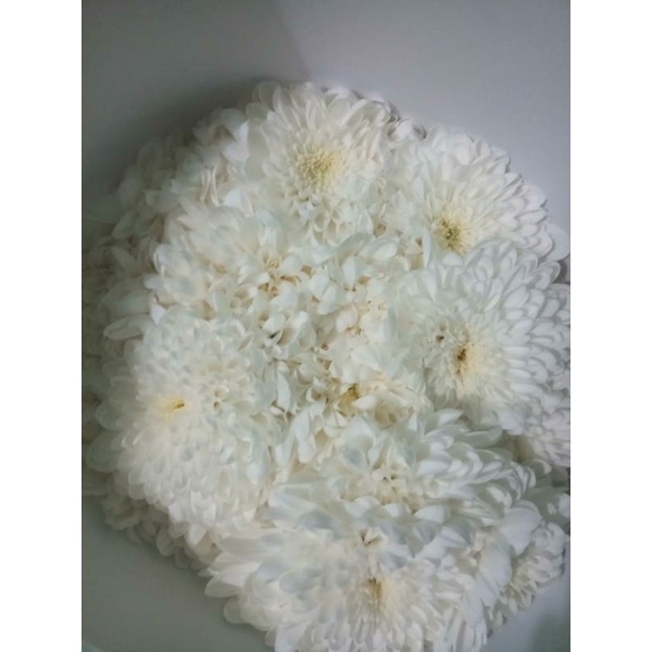 bunga aster euro putih