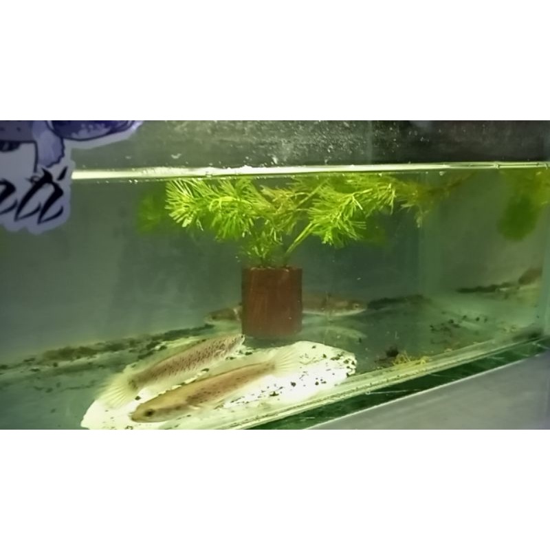 

ikan chana bluepurcha