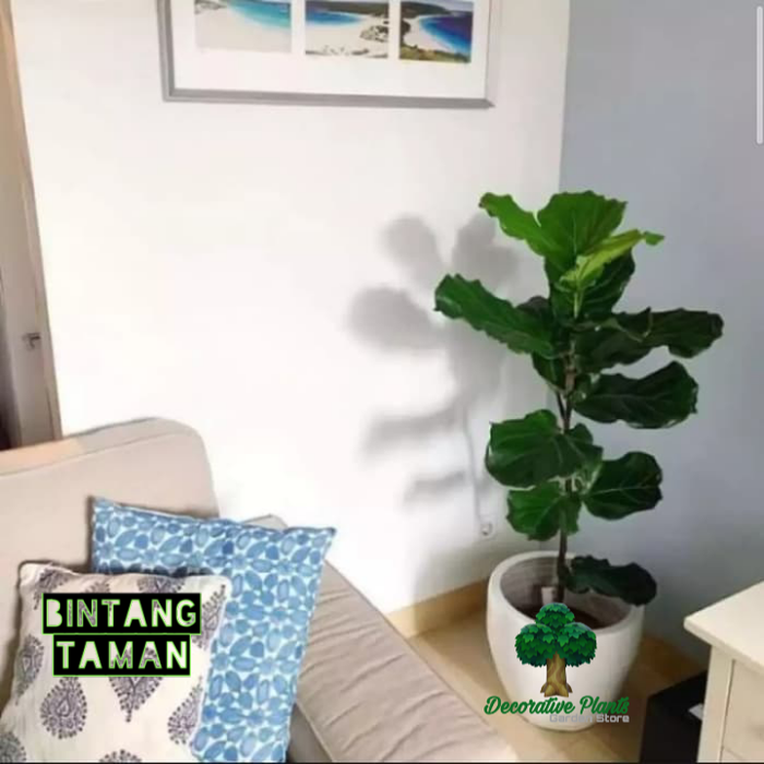 Tanaman hias ketapang biola. pohon ketapang biola