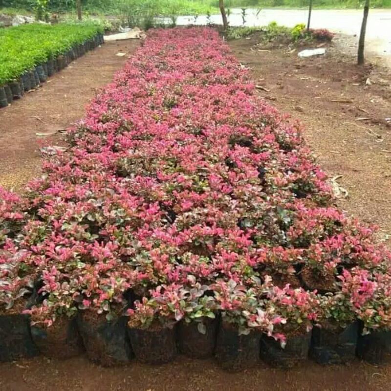 tanaman hias krokot merah-keriminil-kerokot merah-promo bunga krokot merah-KROKOT MERAH-Kerokot Mera