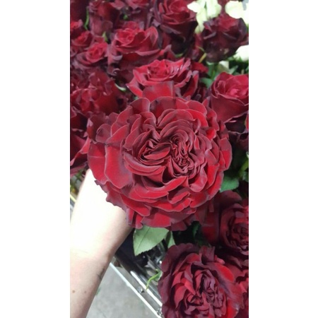 Tanaman Hidup Bunga Mawar Heart-Mawar import-Mawar Merah-Mawar cantik-mawar murah-mawar hidup