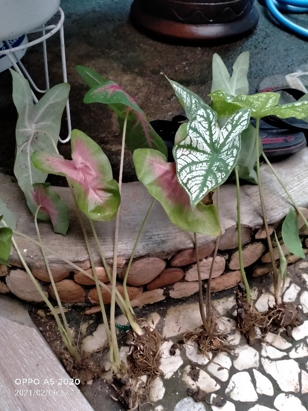 Tanaman Hias Keladi Army/caladium Army