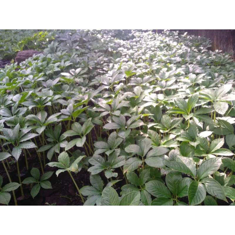 bibit umbi porang polibeg