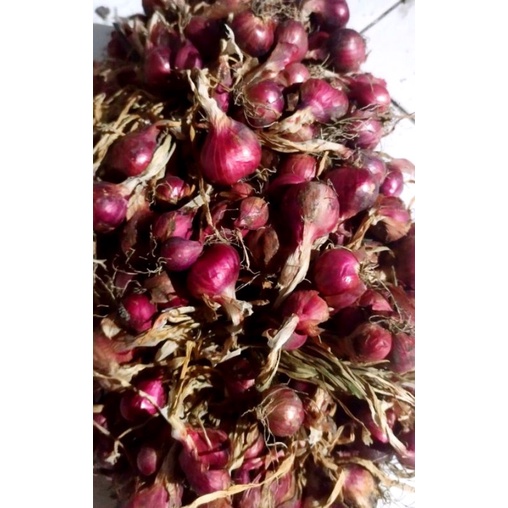 

Bawang Merah Super Besar Murah