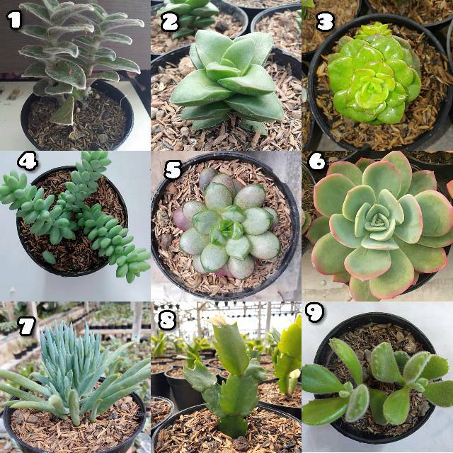Sukulen tanaman hias indor & outdor + pot 10cm -SA