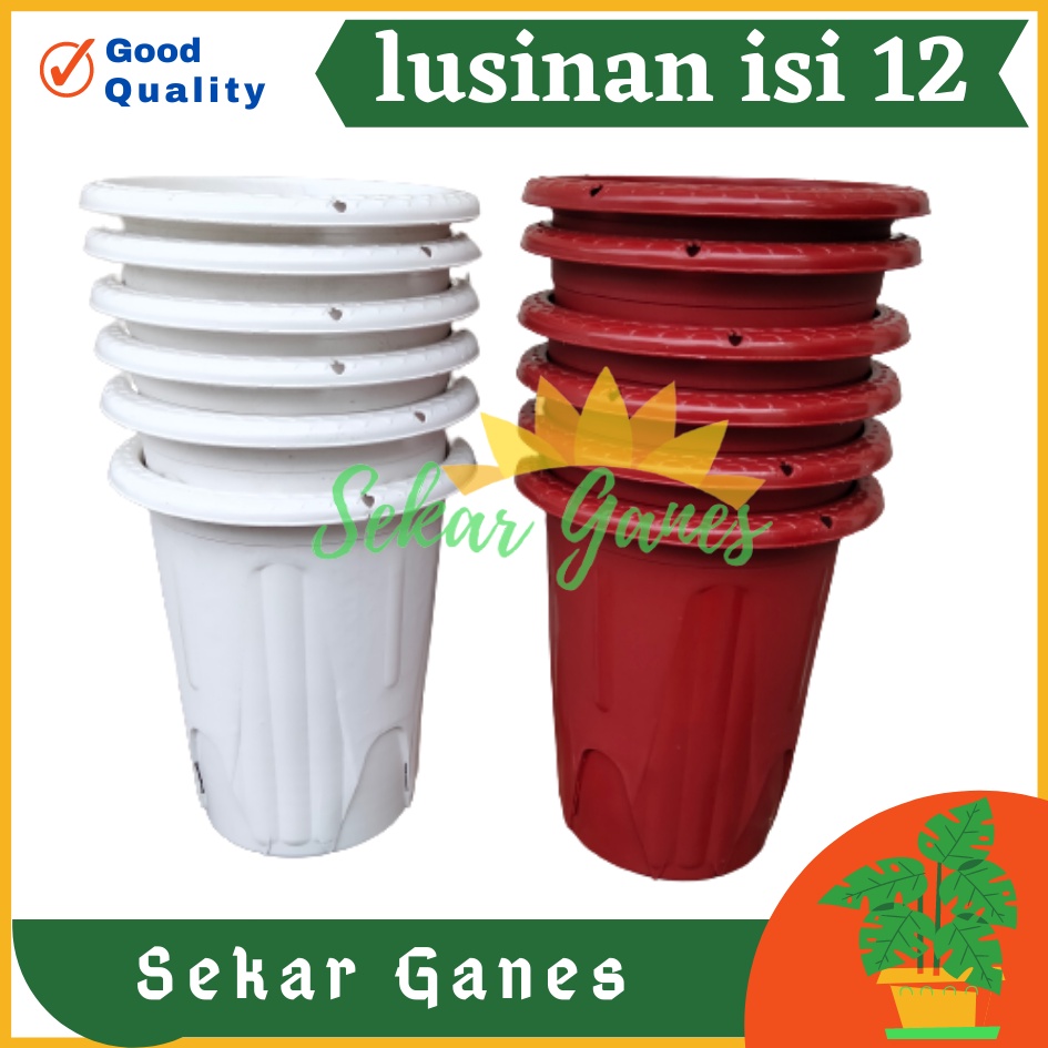 Lusinan 12pcs Pot Golden Erna 20 Putih Bening Transparan Hitam Merah Bata Merah Coklat Terracota Terracotta Mirip Lusinan 18 19 25 Murah Putih Coklat Merah Bata Bening Transparan Pot Yogap Murah Pot Bunga Tinggi Pirus Tegak Bagus Tebal