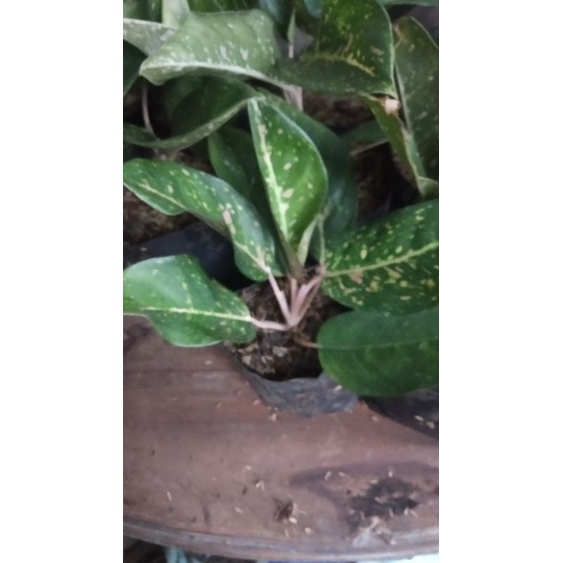 Tanaman hias aglonema bigroy hijau
