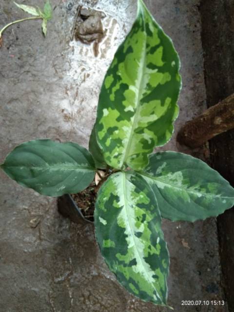 Aglaonema Pictum Tricolor