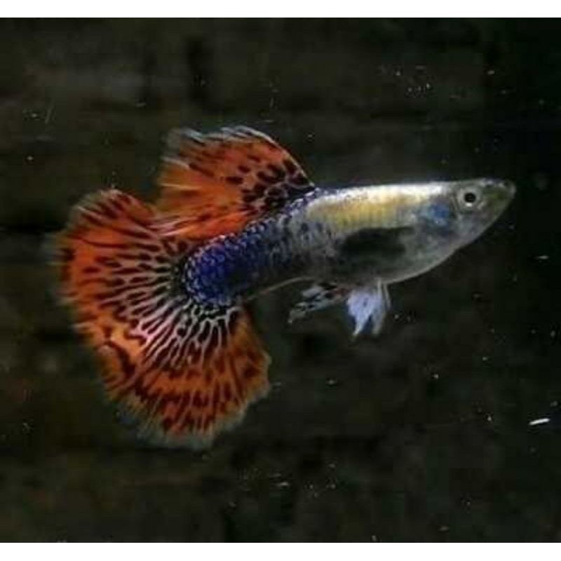 

ikan hias Guppy Red Mozaic