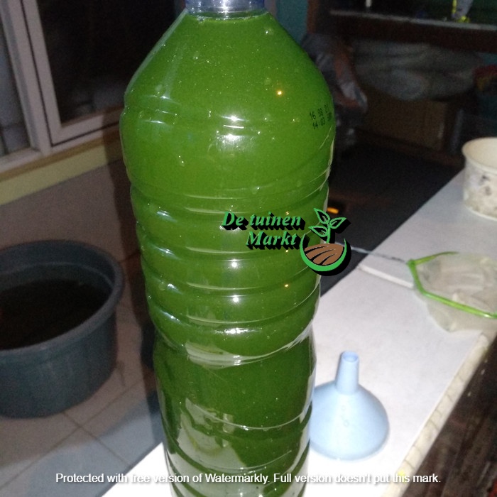 Chlorella / Greenwater / Air Hijau / Pakan kutu air 5K