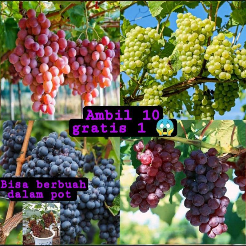 Bibit anggur berbuah lebat bibit unggulan
