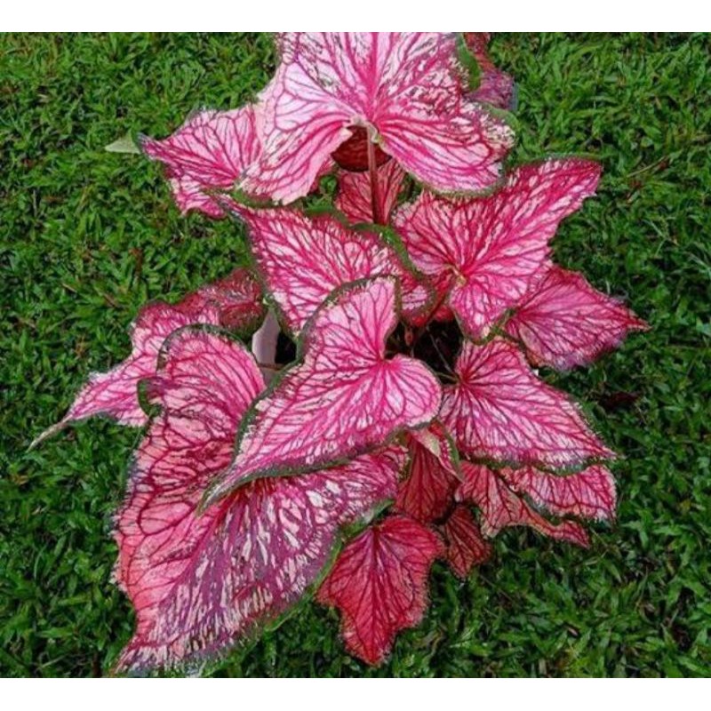 keladi/ caladium lance worton besar