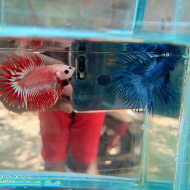 Cupang Crowntail Kombinasi