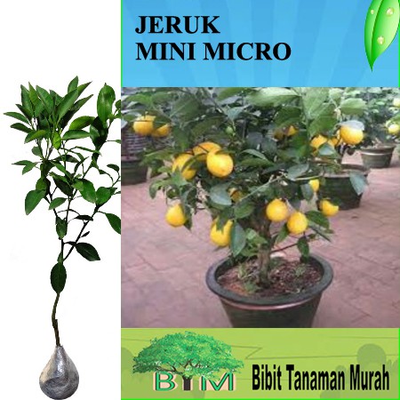 Tanaman Jeruk Lemon Mini Micro Shopee Indonesia