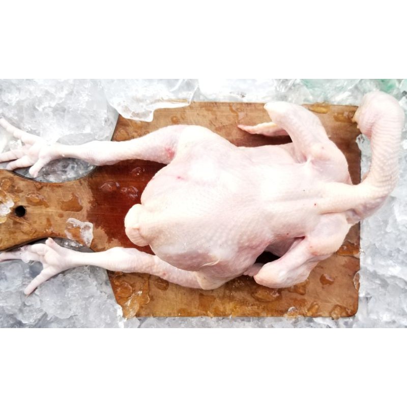 

AYAM BROILER UKURAN 1.4 - 1.7 KG