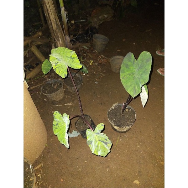 paket 2 colocasia mojito & black marble