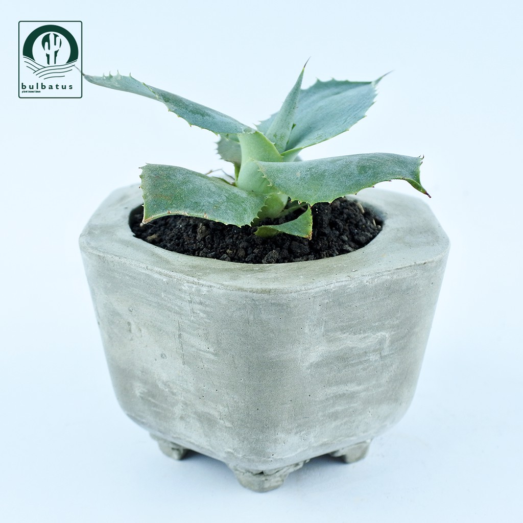 Sukulen Agave potatorum verschaffeltii (Agave Butterfly)