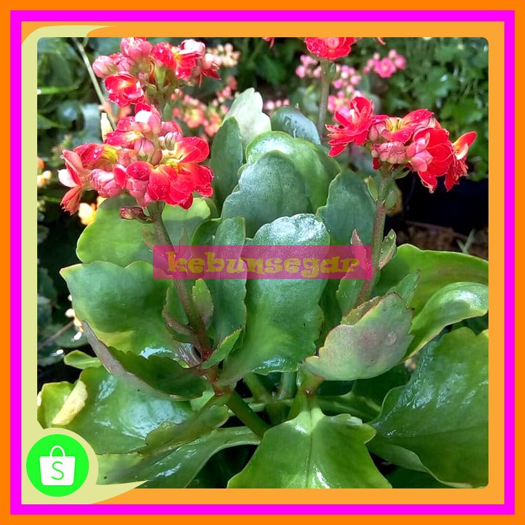 Gambar Bunga Cocor Bebek - Gambar Bagian Tumbuhan