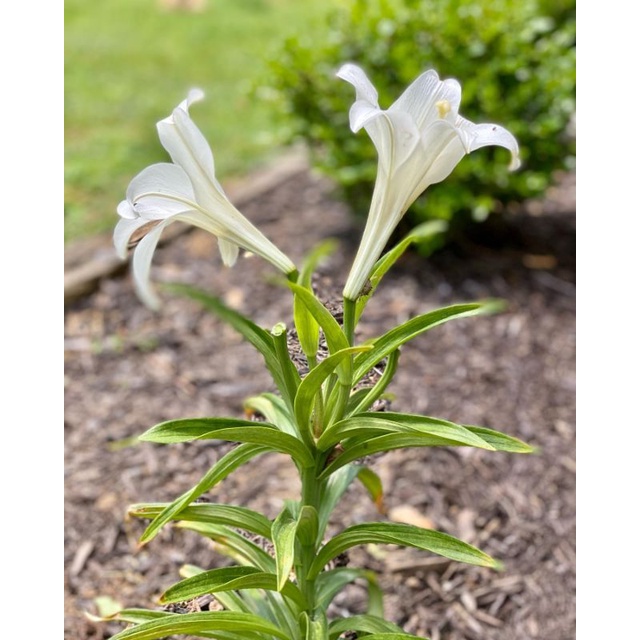 Tanaman Hidup Bunga Hias EASTER LILLY - Bunga Easter Lily