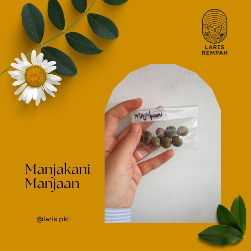 Laris Rempah. Manjakani, buah manjakani, biji manjakani