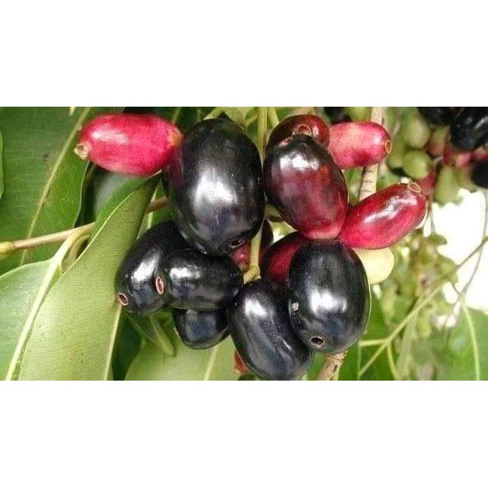 Bibit Tanaman Buah Juwet/Buah Jamblang