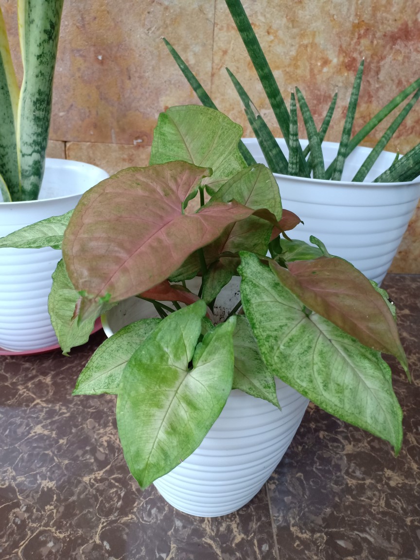 Sprei Homemade Jungle Blue Little Pony Spongebob Grid White Dino